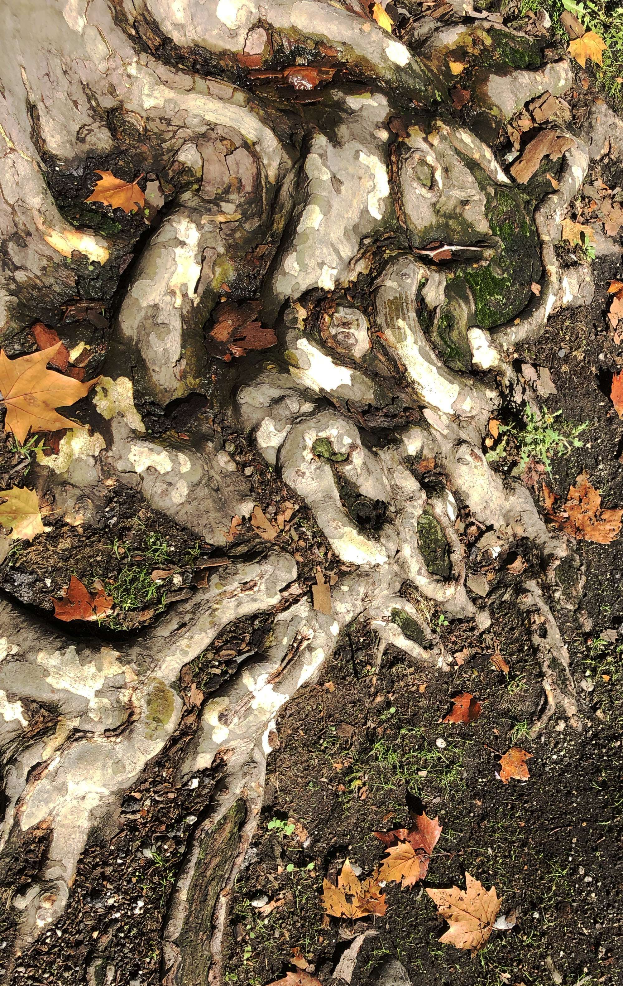 Roots