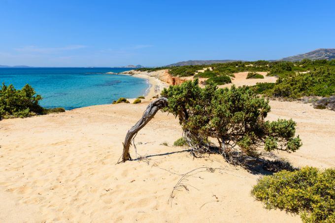 naxos cedar forests